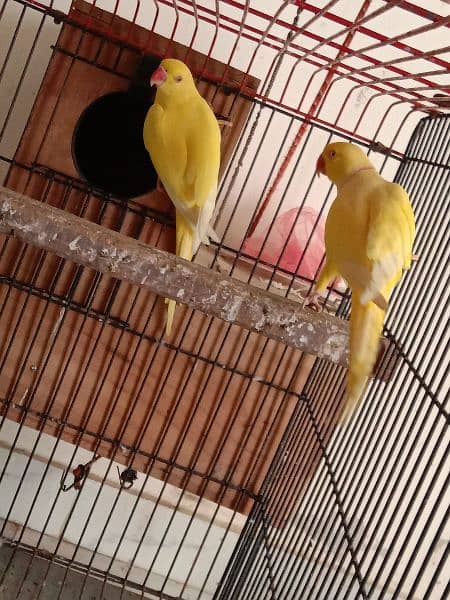 yellow ringneck 03353481775 10