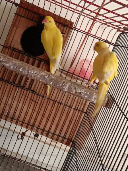 yellow ringneck 03353481775 12