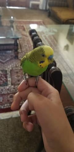 It is a tame parrot