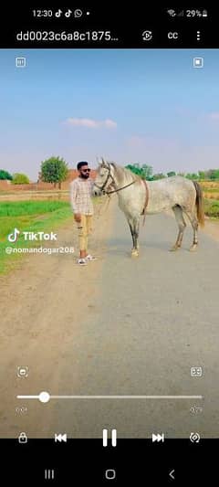 Dasi horse for sale