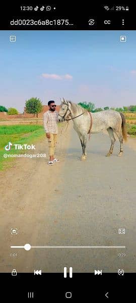 Dasi horse for sale 0