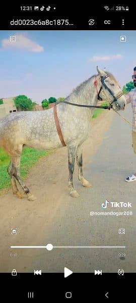 Dasi horse for sale 1