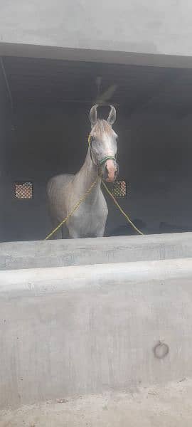 Dasi horse for sale 2