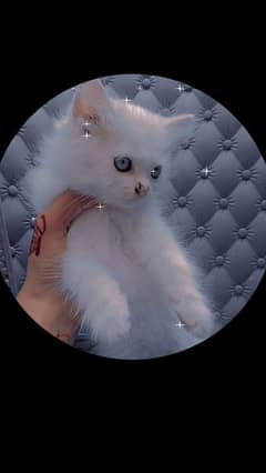 Persian Cat | Blue eyes cat | Kitten | cat babies