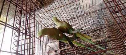 Pair Talking Alexander Raw parrots for sale | Jambo size | Semi Tamed