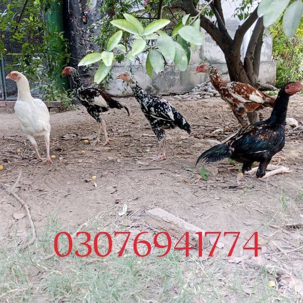 Sindhi Aseel for sale 4