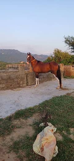 for sale neza Baz chalbaz ghora high bread