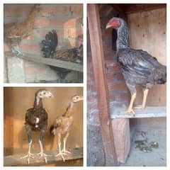 home breed aseel and desi birds healthy and vaccinated for sall