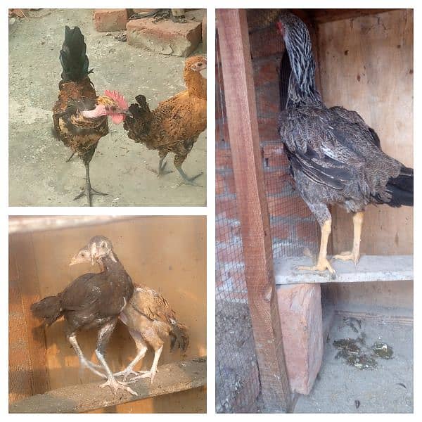 home breed aseel and desi birds healthy and vaccinated for sall 1