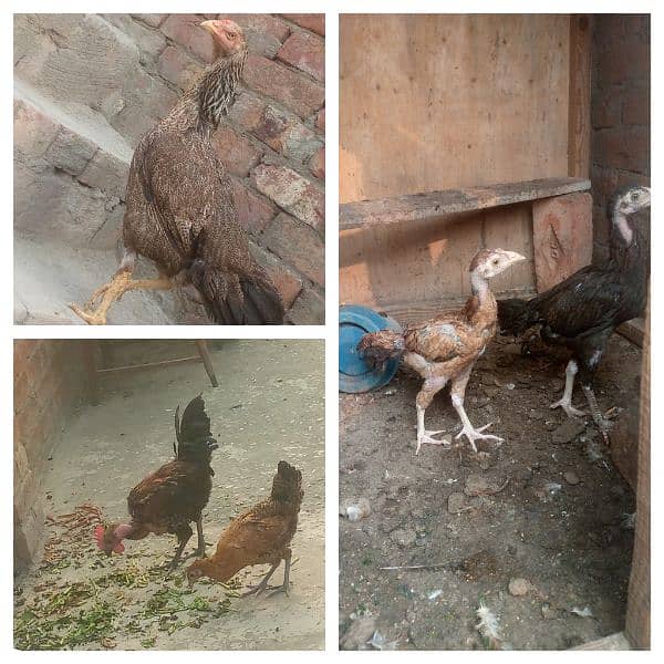 home breed aseel and desi birds healthy and vaccinated for sall 2