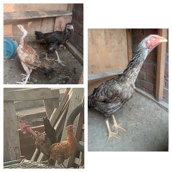 home breed aseel and desi birds healthy and vaccinated for sall 3