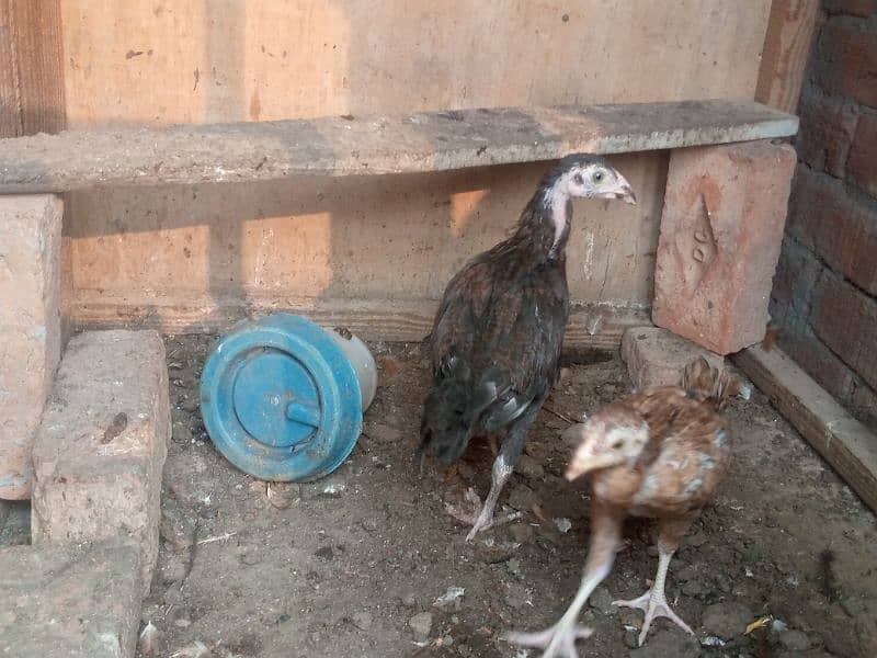 home breed aseel and desi birds healthy and vaccinated for sall 6