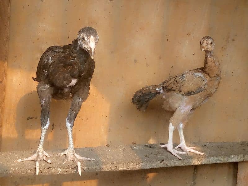 home breed aseel and desi birds healthy and vaccinated for sall 7