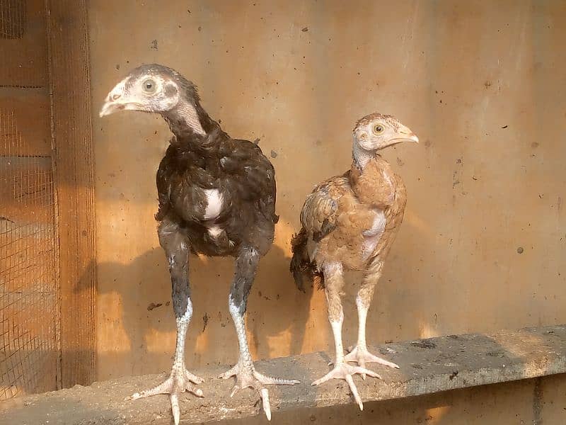 home breed aseel and desi birds healthy and vaccinated for sall 8