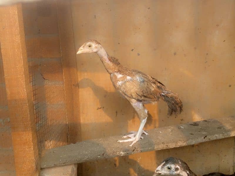 home breed aseel and desi birds healthy and vaccinated for sall 9