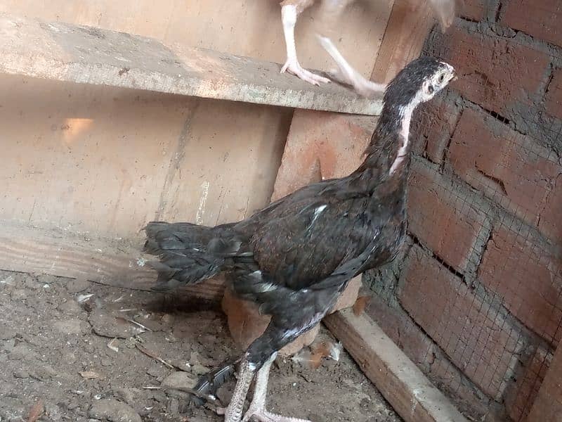 home breed aseel and desi birds healthy and vaccinated for sall 12