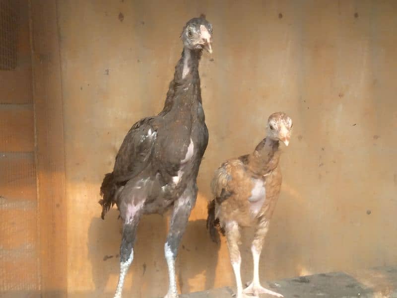 home breed aseel and desi birds healthy and vaccinated for sall 13