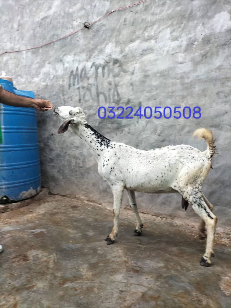 Goat / Bakri / بکری / Healthy Goats / Desi /  / Black / Bkary 6