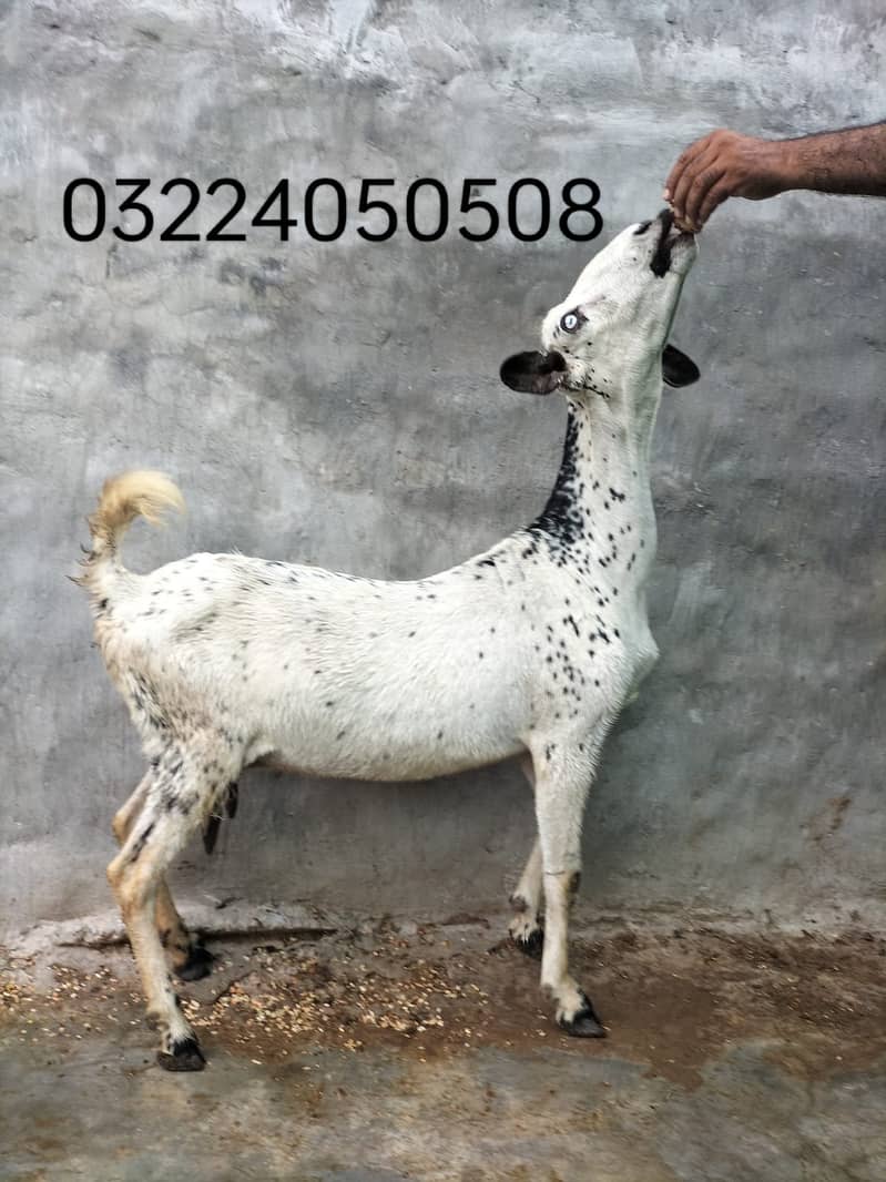 Goat / Bakri / بکری / Healthy Goats / Desi /  / Black / Bkary 3