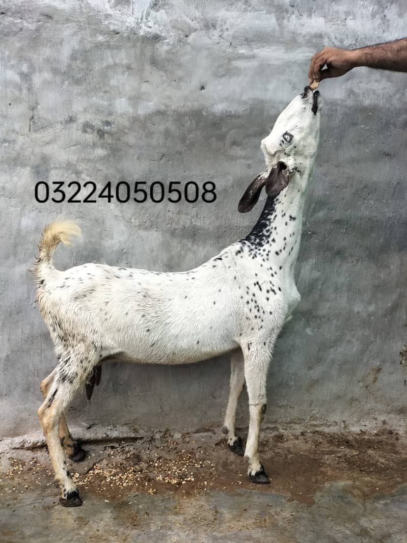 Goat / Bakri / بکری / Healthy Goats / Desi /  / Black / Bkary 7