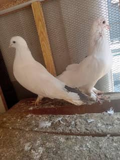 Sharabi Kabootar fansi full White pair