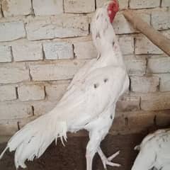 White murga for sale