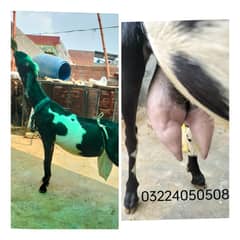 Goat / Bakri / بکری / Healthy Goats / Desi /  / Black /