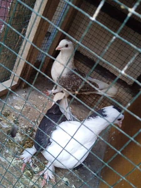 Sherazi Breader Pair | Urgent sell | Cheap prices 2