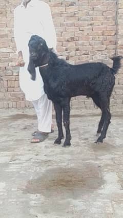 black desi bakra