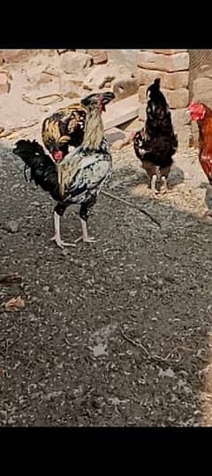 5 pieces male hen