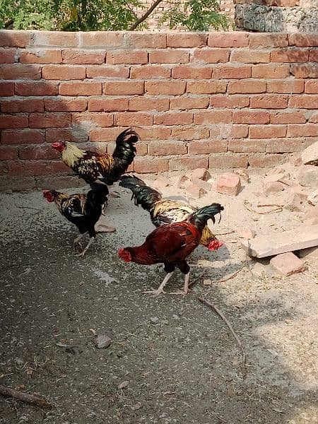 5 pieces male hen 2