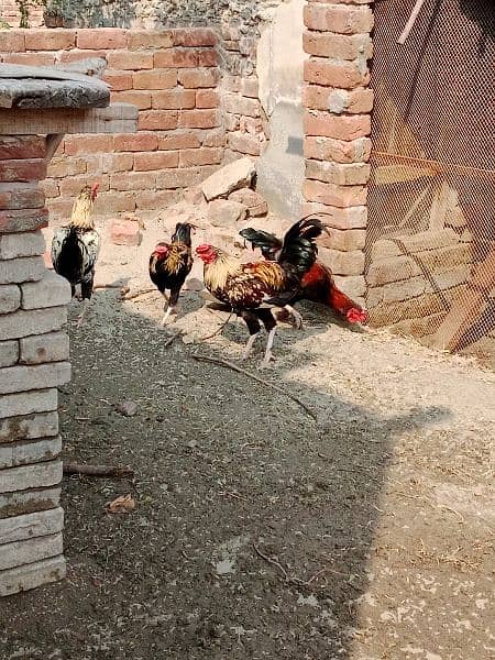 5 pieces male hen 4