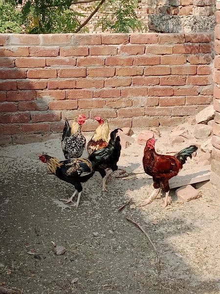 5 pieces male hen 5