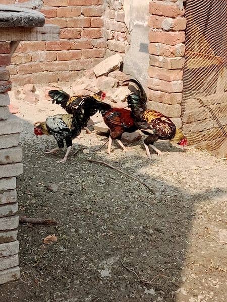 5 pieces male hen 6