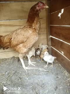 Aseel madi and chicks for sale