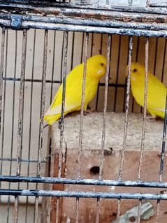 Australian parrots with cage for sale