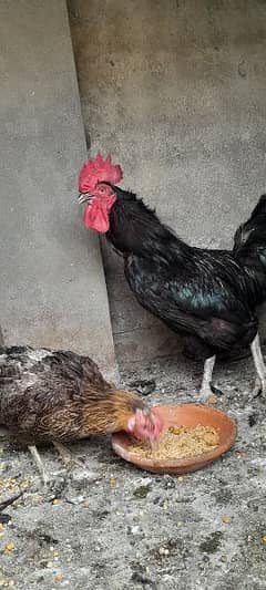 Desi hens