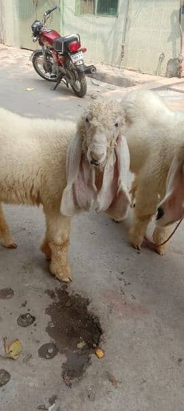 kajly bachy Goats 1