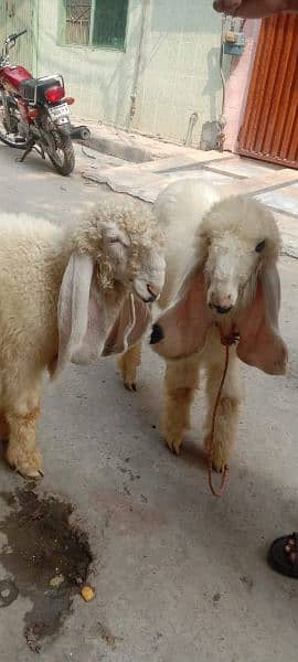 kajly bachy Goats 2