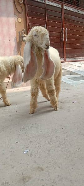 kajly bachy Goats 4