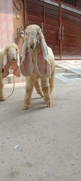 kajly bachy Goats 5