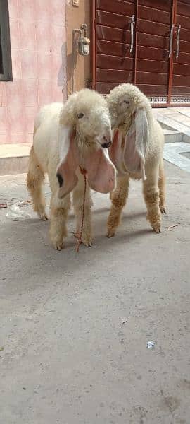 kajly bachy Goats 6