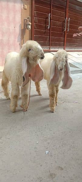 kajly bachy Goats 7