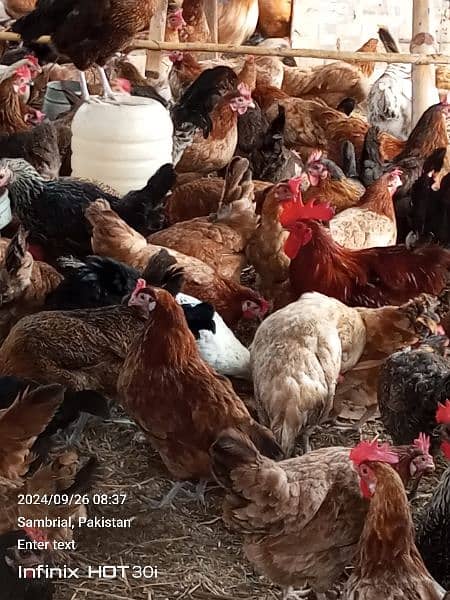 dasi and silver golden masri golden hen for sale age 5 month egg 70 1