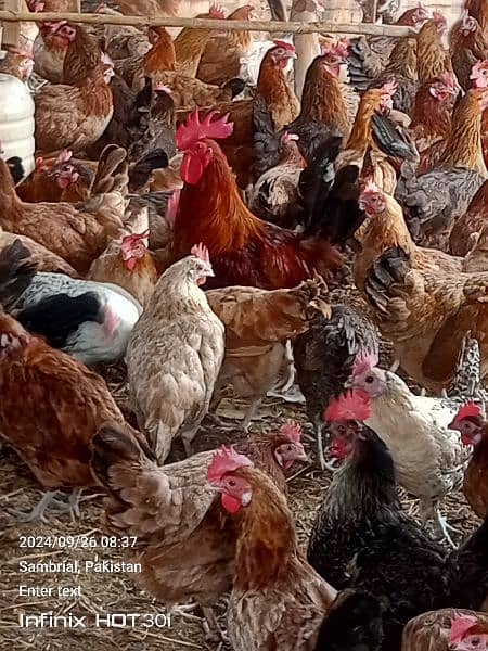 dasi and silver golden masri golden hen for sale age 5 month egg 70 4