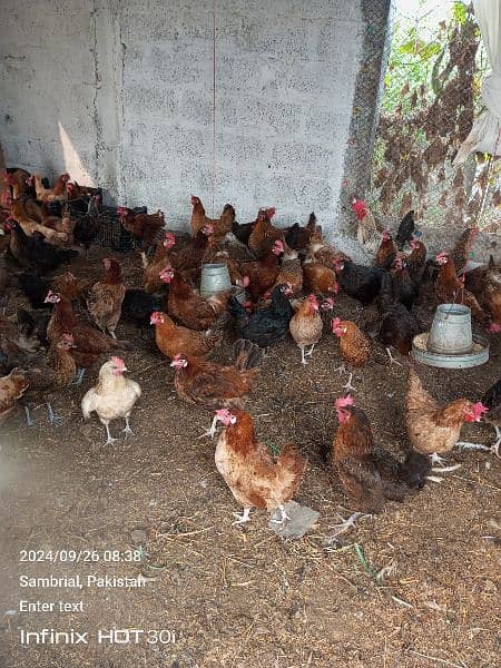 dasi and silver golden masri golden hen for sale age 5 month egg 70 8