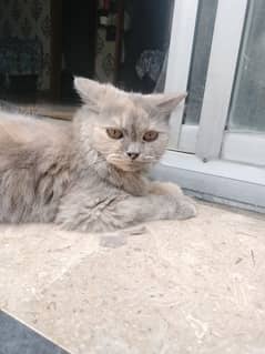 Persian cat pair 9 months old