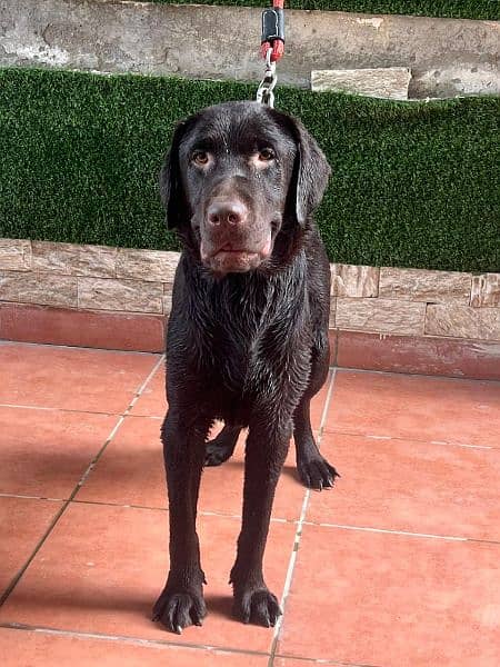 pedigree British labrador female available for sale 0