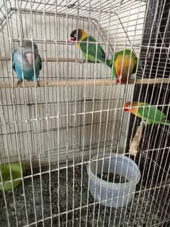 4 love birds sath pinjara