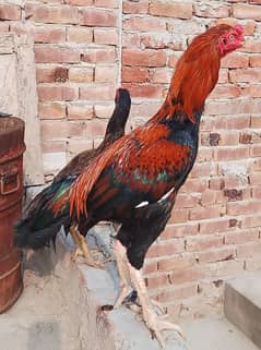 Pure pakistani Aseel pair And her Eggs for sale